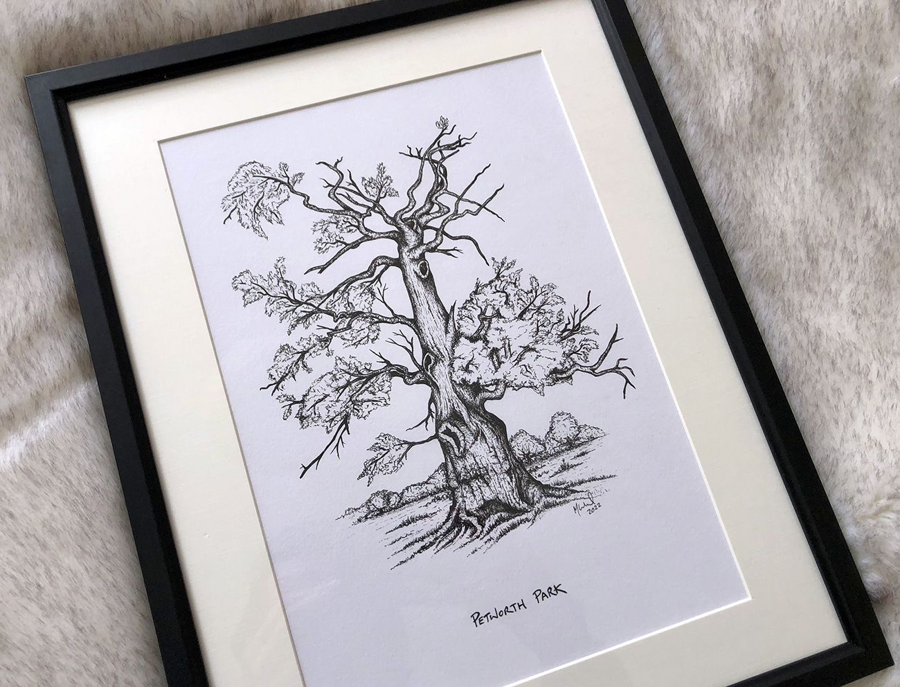 Petworth Park Tree Drawing