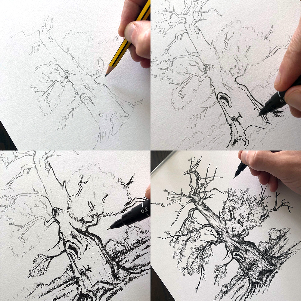 old oak trees drawings