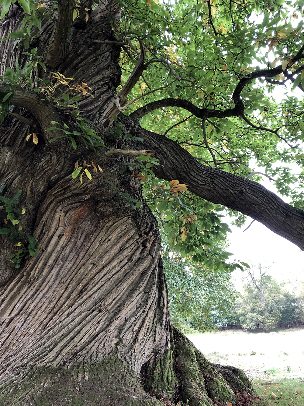 Petworth Park Tree Photo