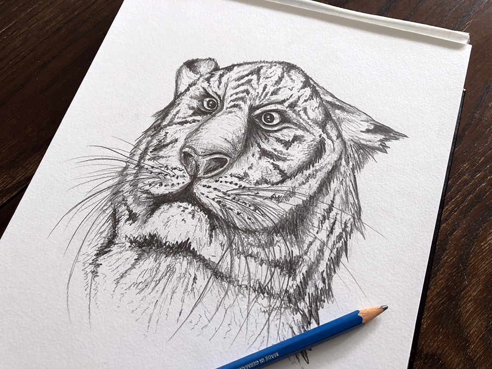 Gray Tiger Head Portrait Drawing - Black and White' Sticker | Spreadshirt