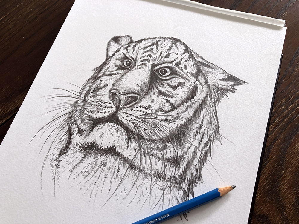 pencil drawing of a tiger face