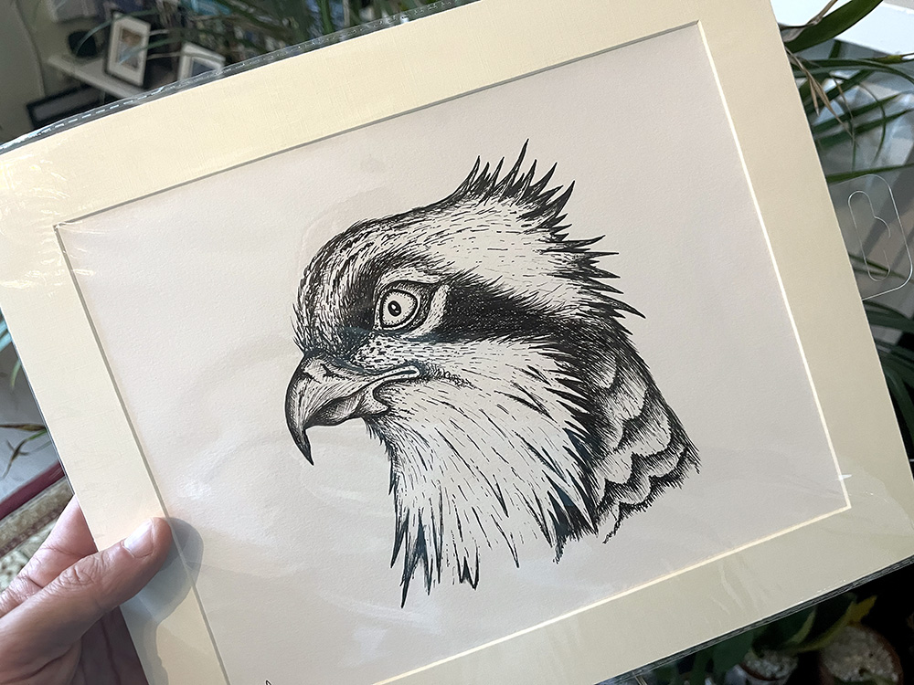 Osprey Head Pen Sketch